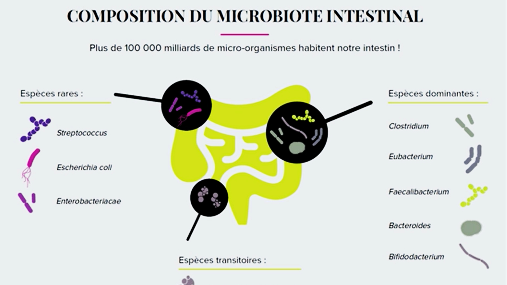 La digestion et le microbiote intestinal